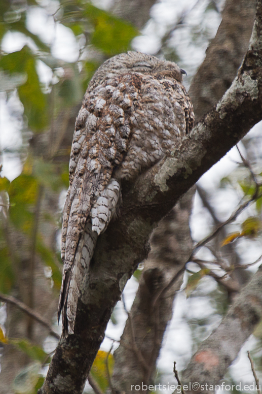 great potoo